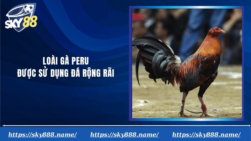 Loài gà Peru được sử dụng đá rộng rãi
