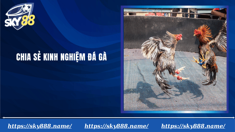 Chia sẻ kinh nghiệm đá gà
