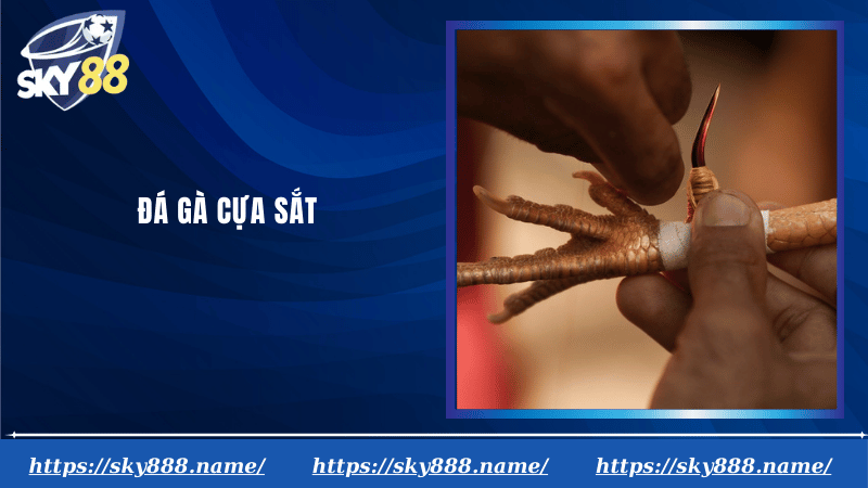 Đá gà cựa sắt