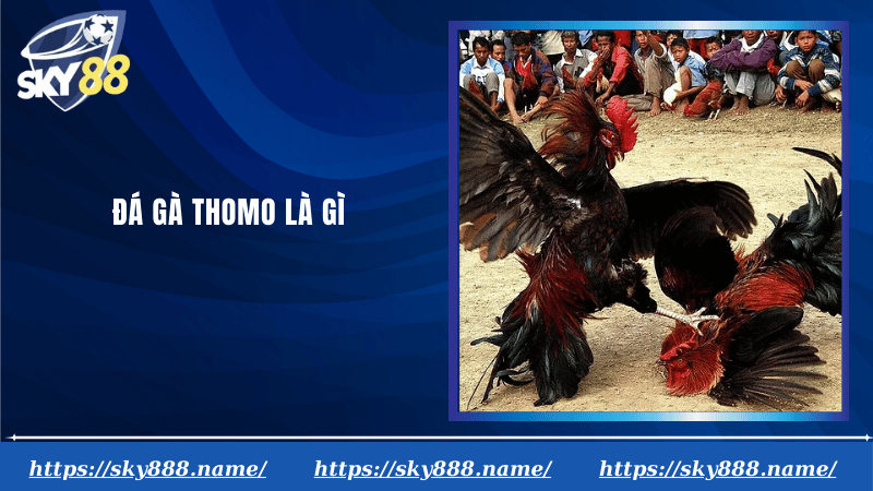 Đá gà Thomo là gì