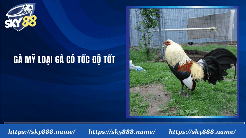 Gà mỹ loại gà có tốc độ tốt