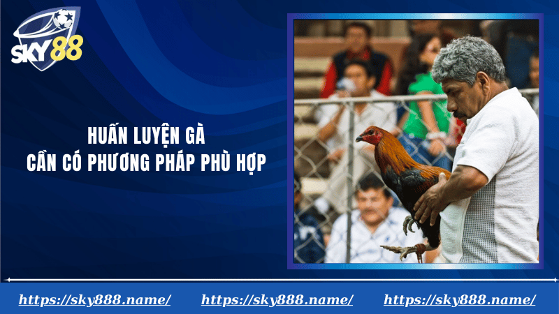 Huấn luyện gà cần có phương pháp phù hợp