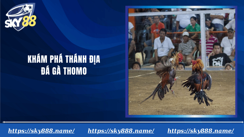 đá gà thomo