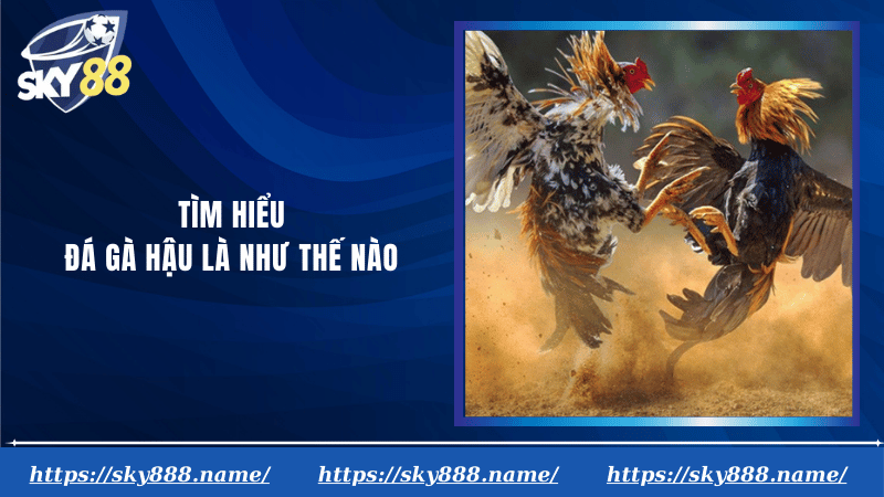 Tìm hiểu đá gà hậu là như thế nào